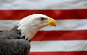 Charlotte the Bald Eagle as seen at the Carolina Raptor Center. 2014